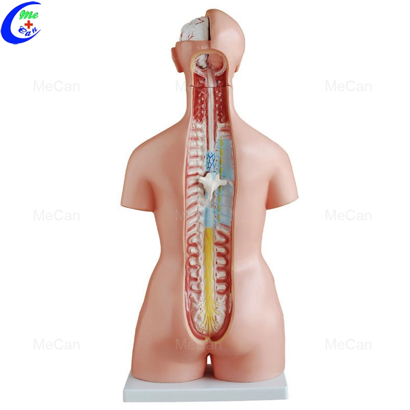 Alta qualidade 18 Partes 30 Mecan Anatomy Body Medical Human Modelo do tronco