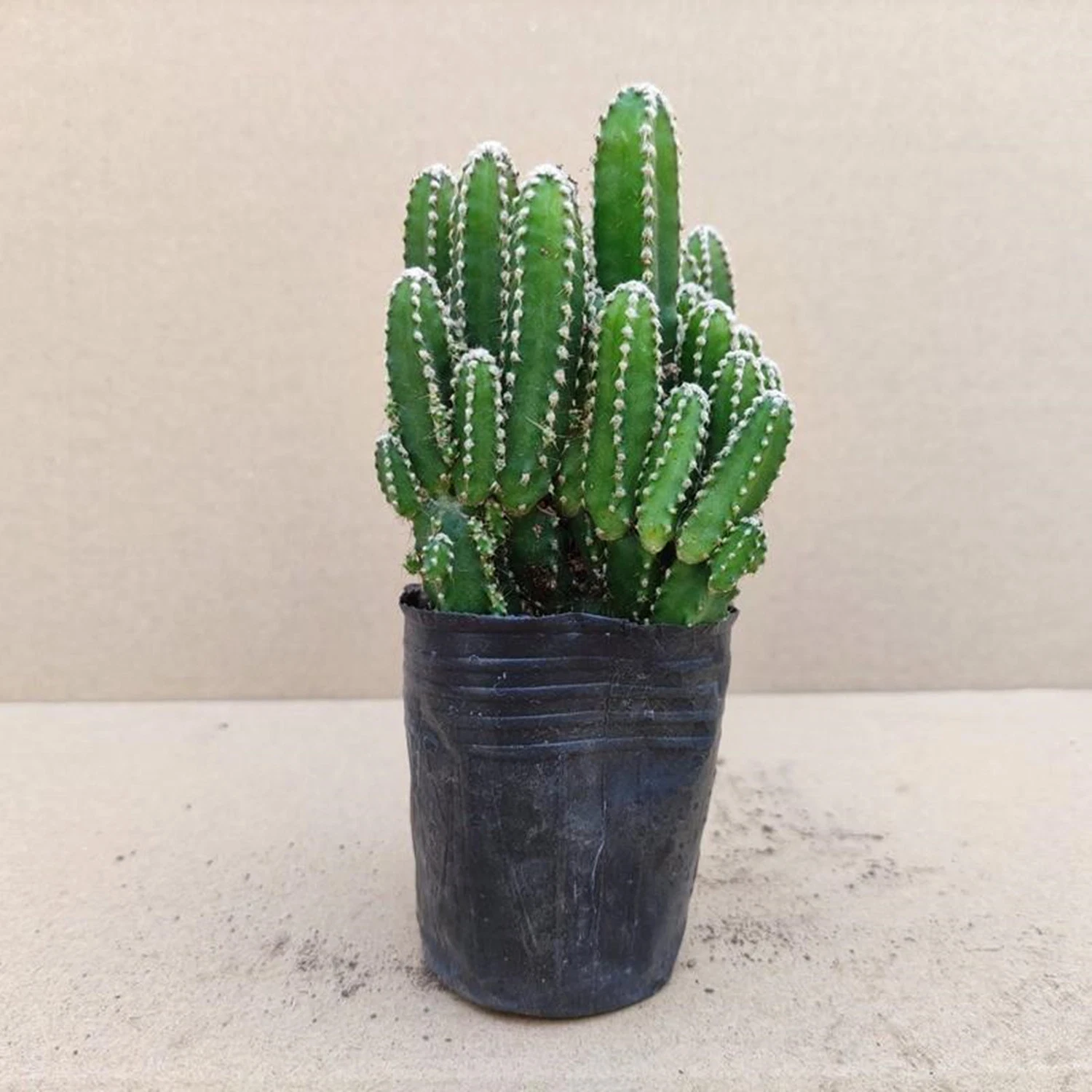 Cactus Decor Euphorbia Tirucalli Live Plants Succulent Natural Cactus Nursery Wholesale/Supplier