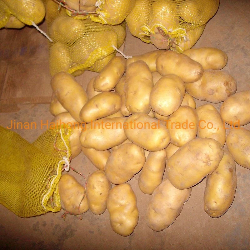 2019 New Crop Fresh Potato Which Is Ready for EU Market