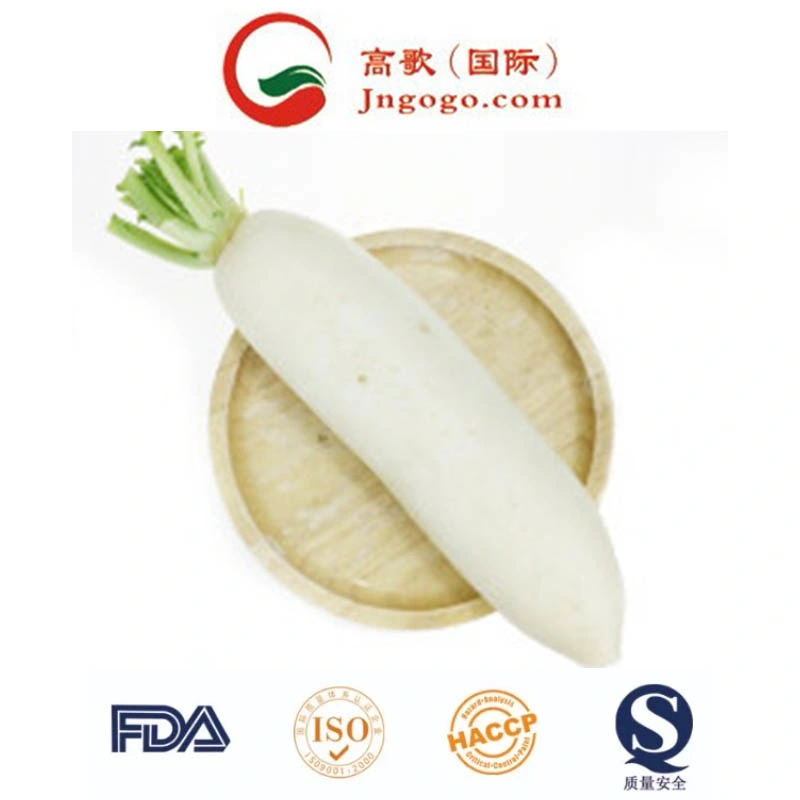 Top Quality New Crop Fresh White Radish Fresh Green Vegetables