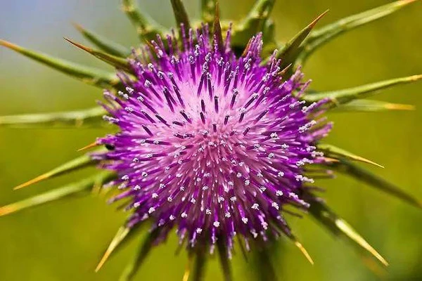 Extracto botânico certificado para o Kosher Halal FSSC Silybatizado Milk Thistle Extract Silybum Marianum (L.) Gaerth