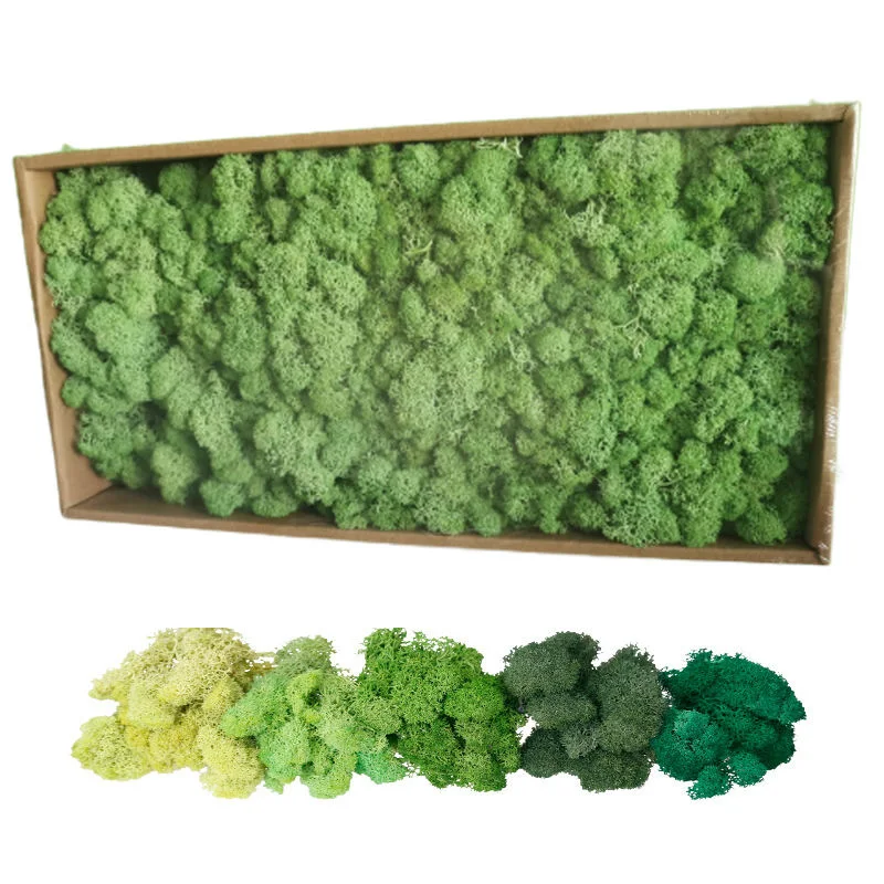 Preserved Reindeer Moss for Moss Wall House Office Decoration