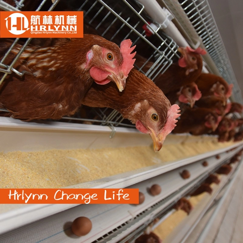 Poultry Farming Equipment 4 Tiers Fully Automatic Battery Layer Chicken Cage