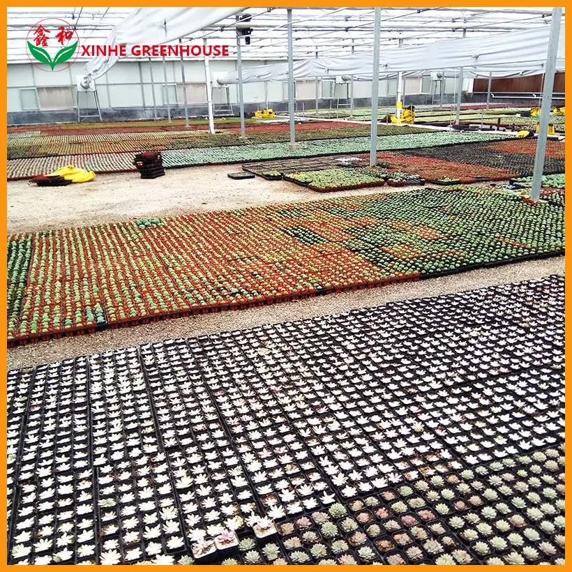 Agriculture Multi-Span Film Greenhouse for Planting Flowers with Irrigation System