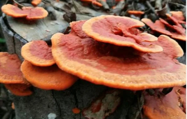 Le champignon Reishi organiques Lingzhi Ganoderma lucidum Poudre de champignons Ganoderma Extrait de champignons comme adaptogène Café de champignons