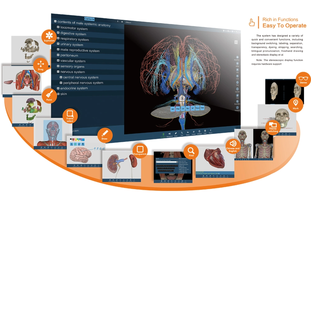 Écran tactile 3D de l'enseignement Anatomie Anatomie table virtuelle