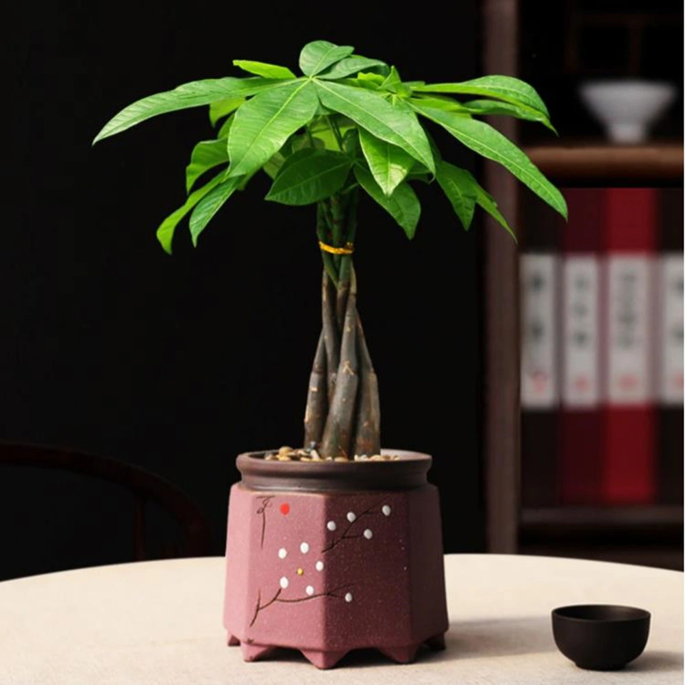 35 cm planta de árvore de cinco tranças de dinheiro Interior pequena Pachira macrocarpa Home Decoração