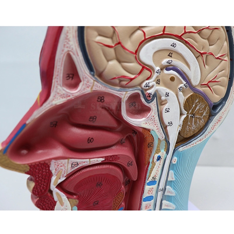 Sy-N027 Cheap Human Facial Shallow Muscle Neurovascular Medical Anatomy Model Teaching Model