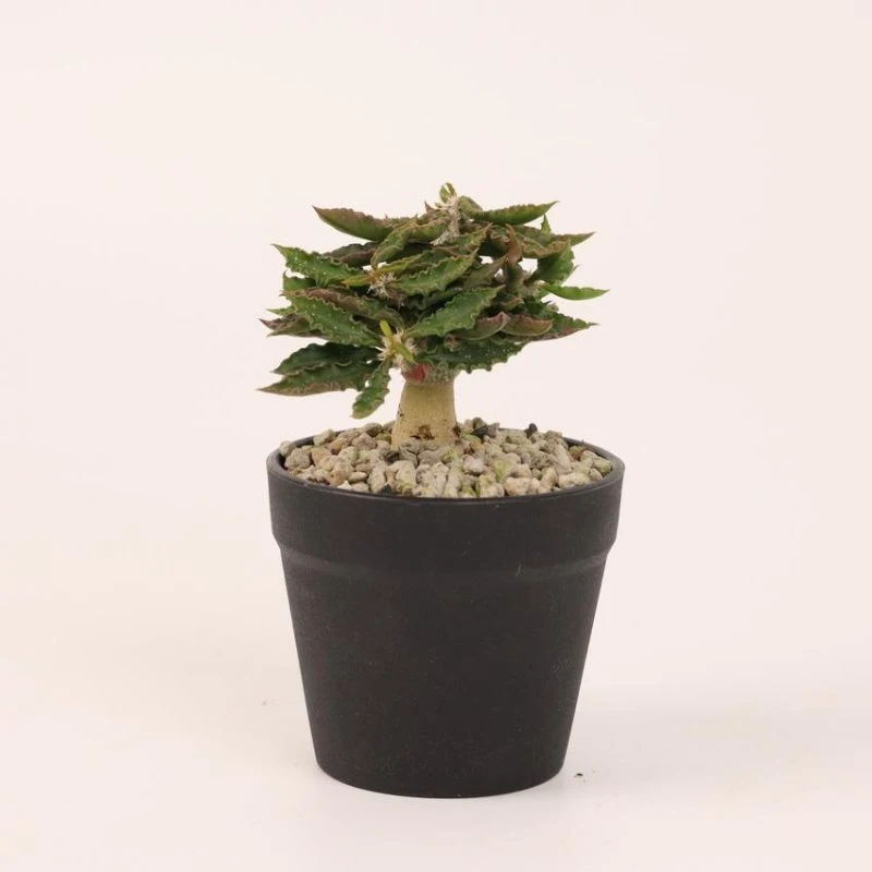 Dudu Hardy Floweing Hot Sale Euphorbia Capsaintemariensis Natural Live Succulent