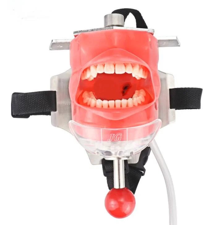 Dentist Teaching Kit Bind Belt Type Phantom Head Model School Training Simulator