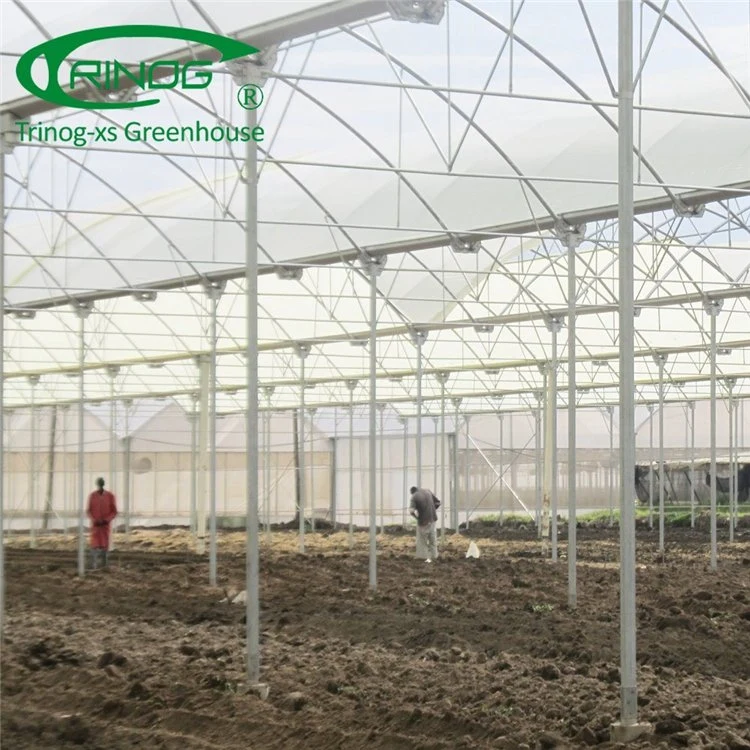 Large Multi-span Film Agricultural Greenhouse for Vegetable