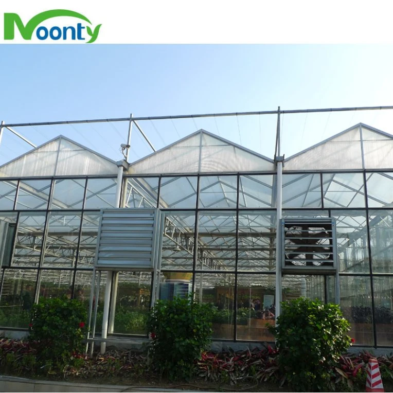 Venlo Type Polycarbonate/Glass Multispans Greenhouse with Hydro System