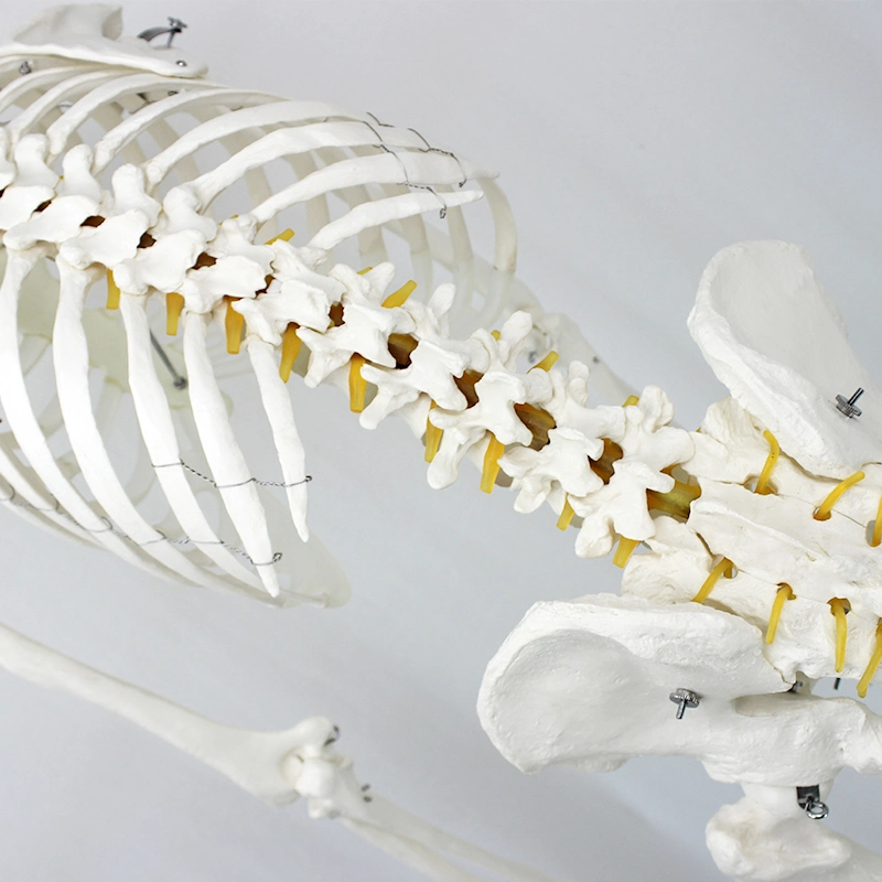 Lab Teaching Models 85cm Human Muscular Skeleton Model of PVC