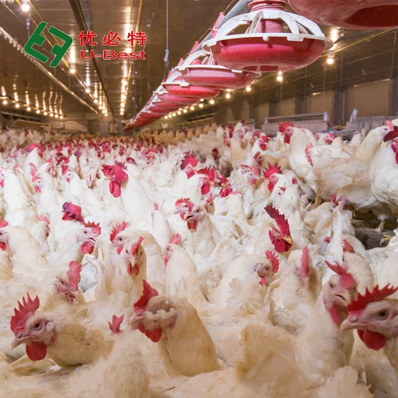 Guter Preis Broiler Huhn Automatische Fütterung und Trinken System für Geflügelfarm