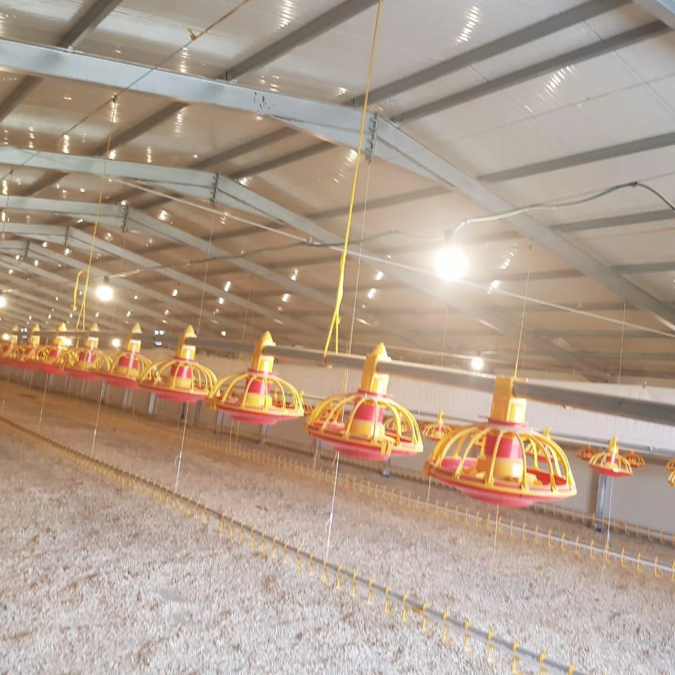 Billiger großer Spaziergang in Chicken Run Coop und Chicken Cage Hühnerstall