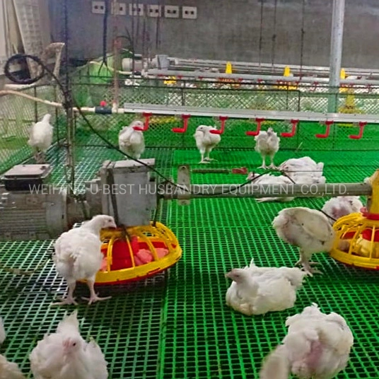 Broiler Chicken Automatic Feeder Feeding System