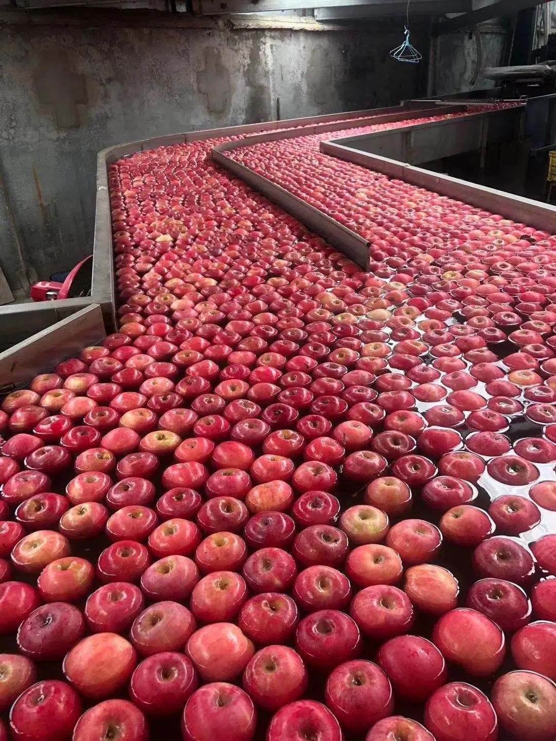 La nouvelle récolte fraîche cinq couches de papier plein Blush FUJI Apple