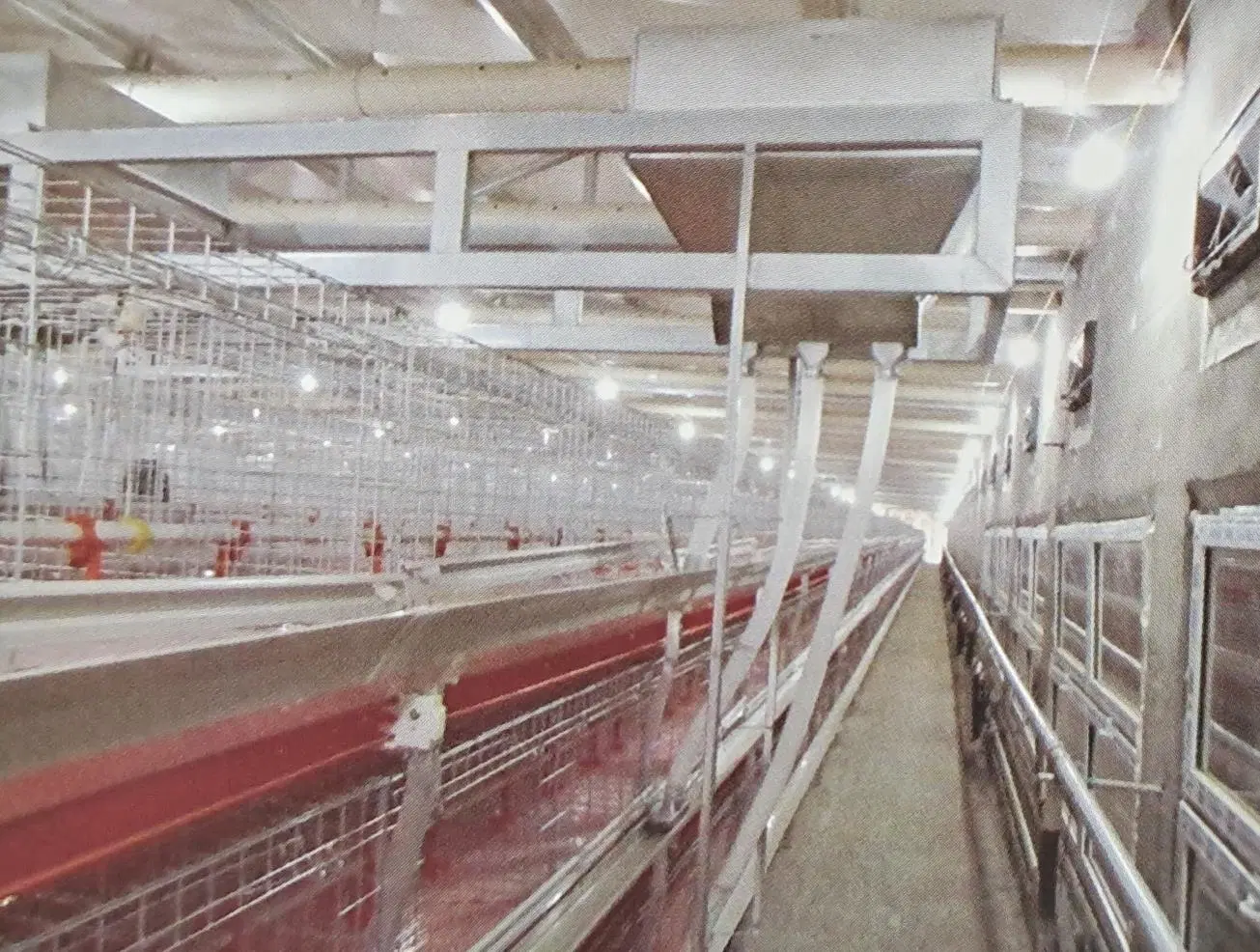 Geflügelfütterungsgeräte/Tiermaschinen/Geräte/Heiß Verzinkter Automatischer Hühnerfarm Geflügelkäfig System-/Batterieschichtkäfig für Broiler/Geflügelfarm