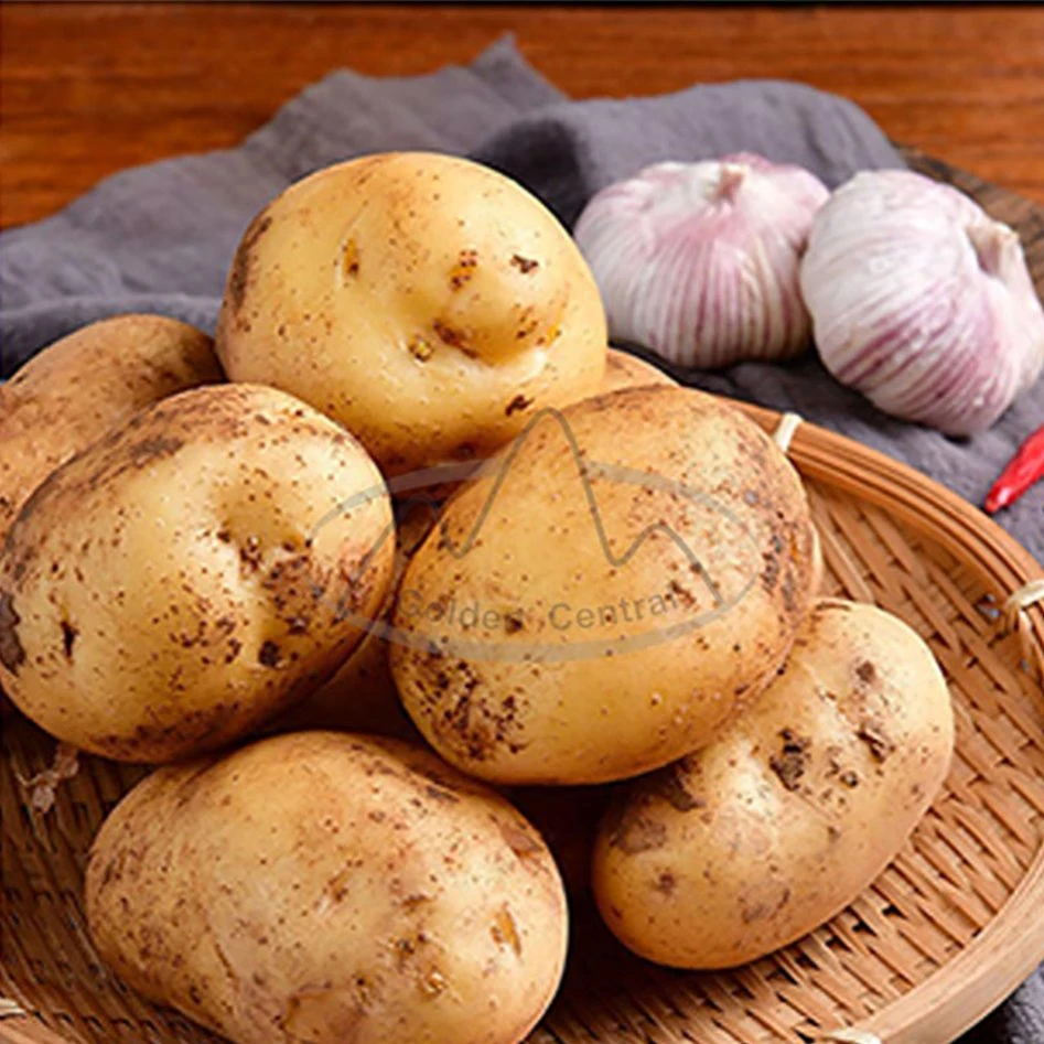 Hot Selling Vegetable Potato Sale From China with Low Price