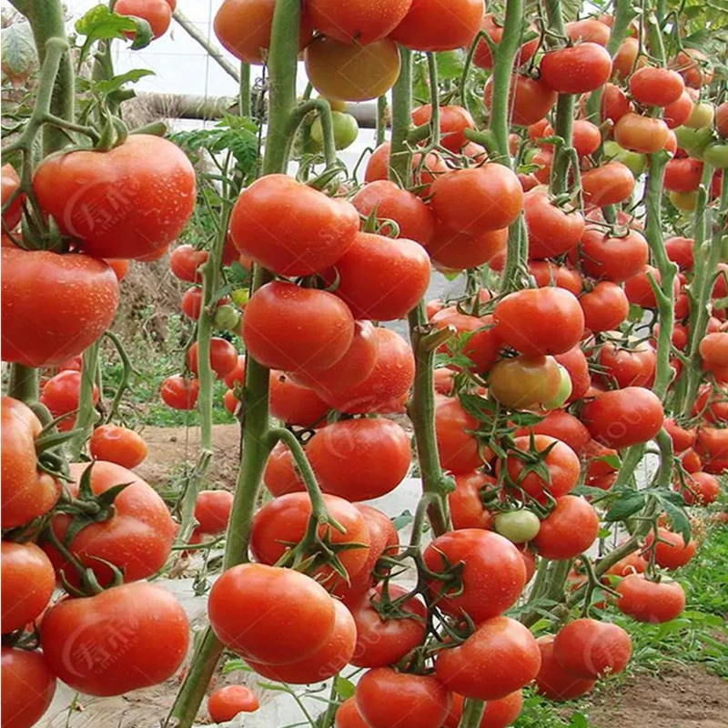 Multi Span Tunnel Greenhouses with Hydroponic System for Growing Vegetables and Fruits