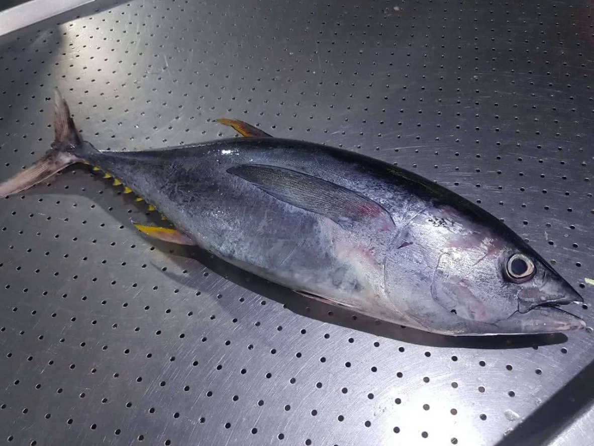 10kg up Whole Round Tuna Fish Yellow Fin Tuna