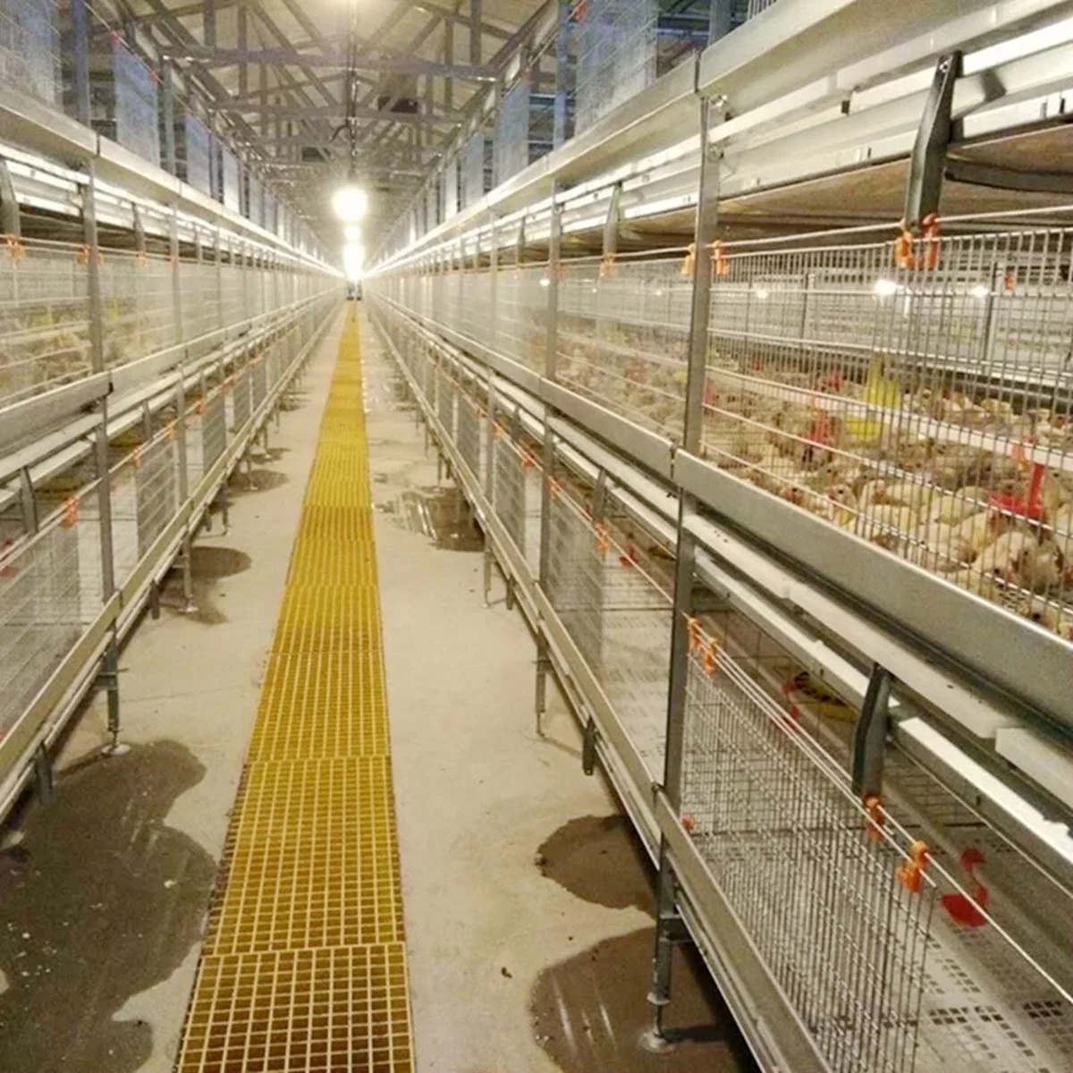 Système de cage d'élevage de poulets automatique pour la collecte des oiseaux dans un poulailler.