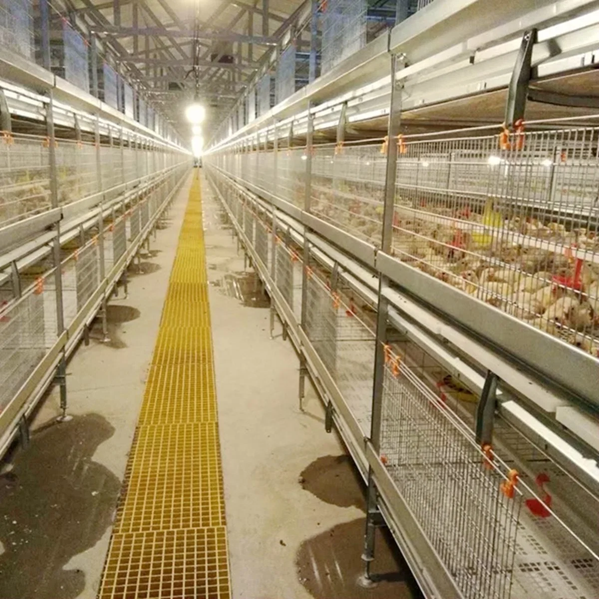 Automatic Bird-Harvesting Broiler Raising Cage System for Poultry Shed