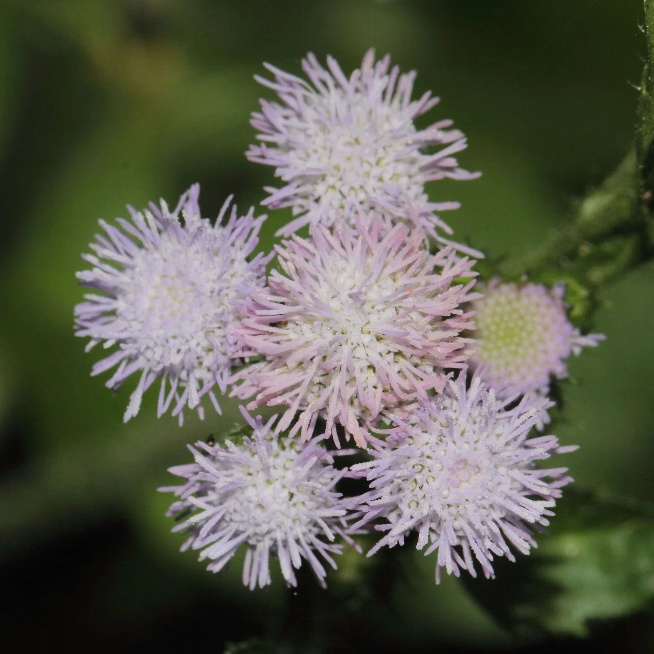 Ageratum Conyzoides Seeds Billygoat Weed Seeds