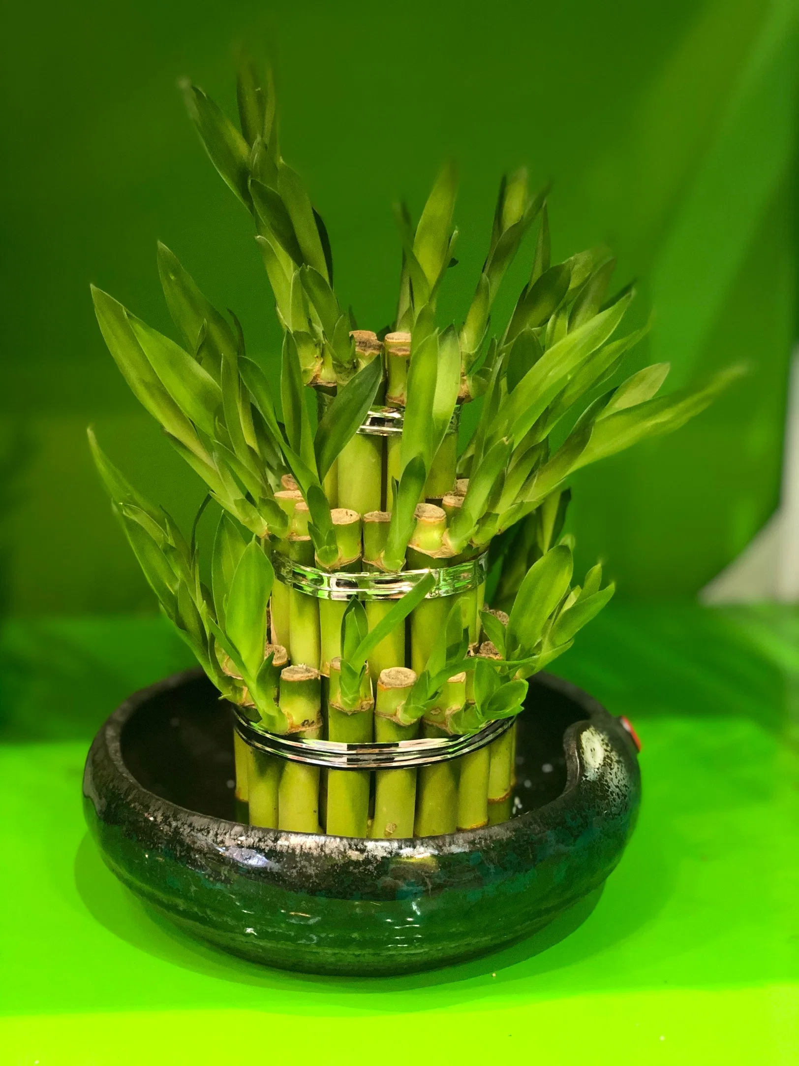 Hydroponics Natural Lucky Bamboo Small 3 Bamboo Tower Plants for Home Decor, Chinese Supplier