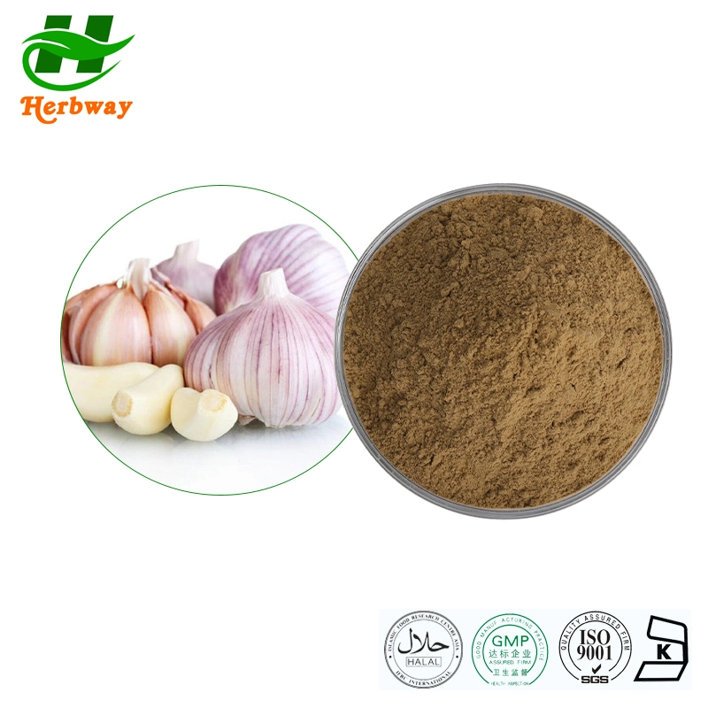 Herbway Herbal Extract Factory Direct Sale Kosher Halal Fssc HACCP Certified Supplier Garlic Extract Powder Allium Sativum L 2%Allicin Garlic Extract