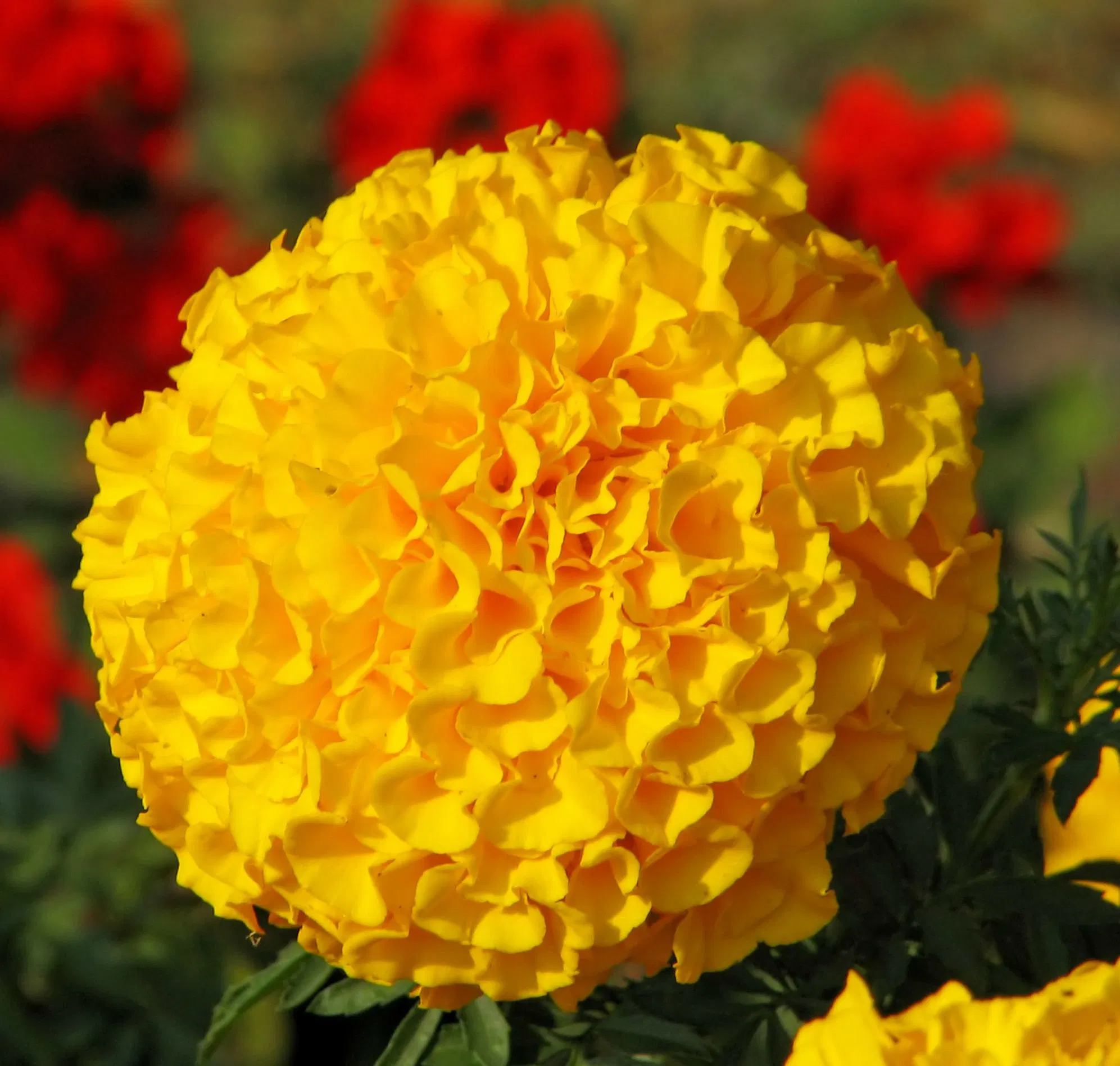 Hot Sale Natural Food Coloring Zeaxanthin 20% OS Marigold Extract