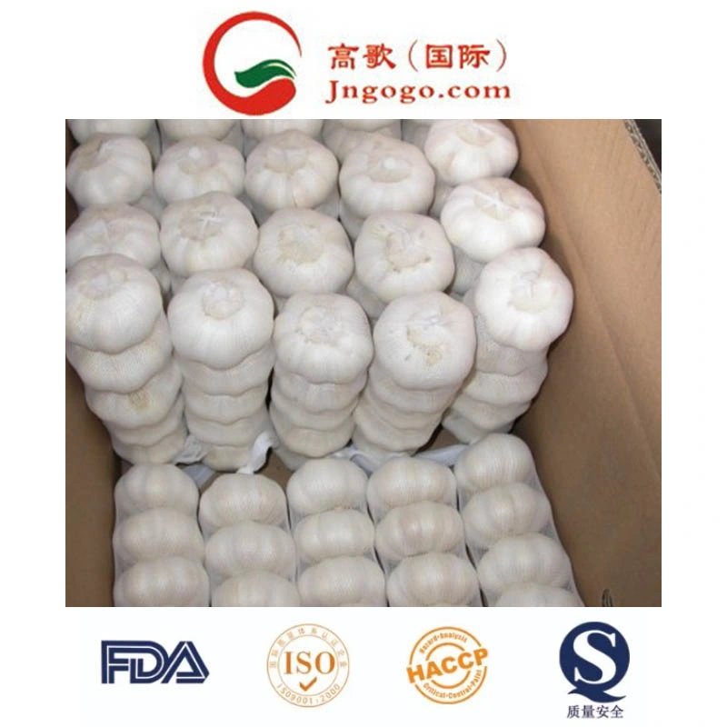 New Crop Fresh Good Quality Normal White Garlic