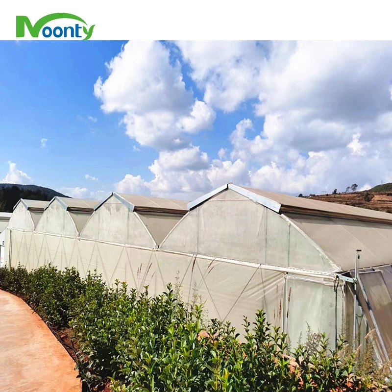 Cost Effective Multi Span Poly Film Greenhouse with Roof Ventilation System