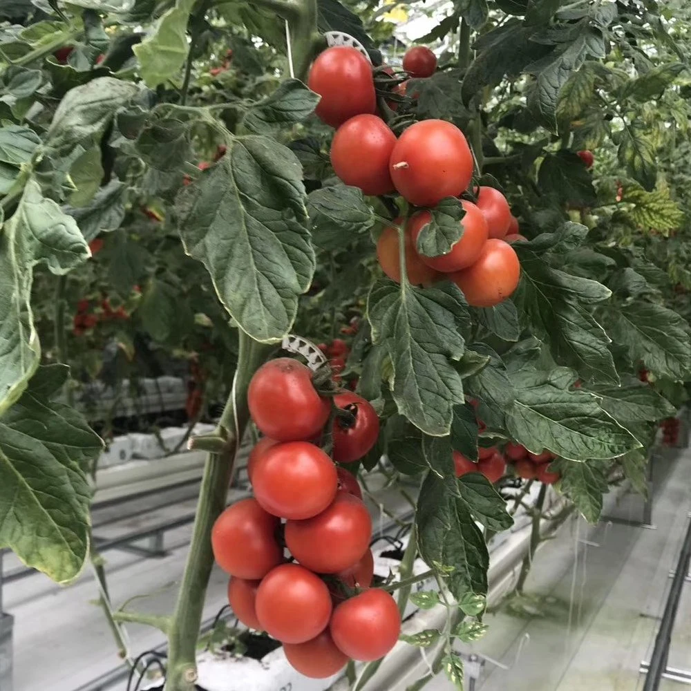 Commercial Glass Greenhouse with Hydroponic System