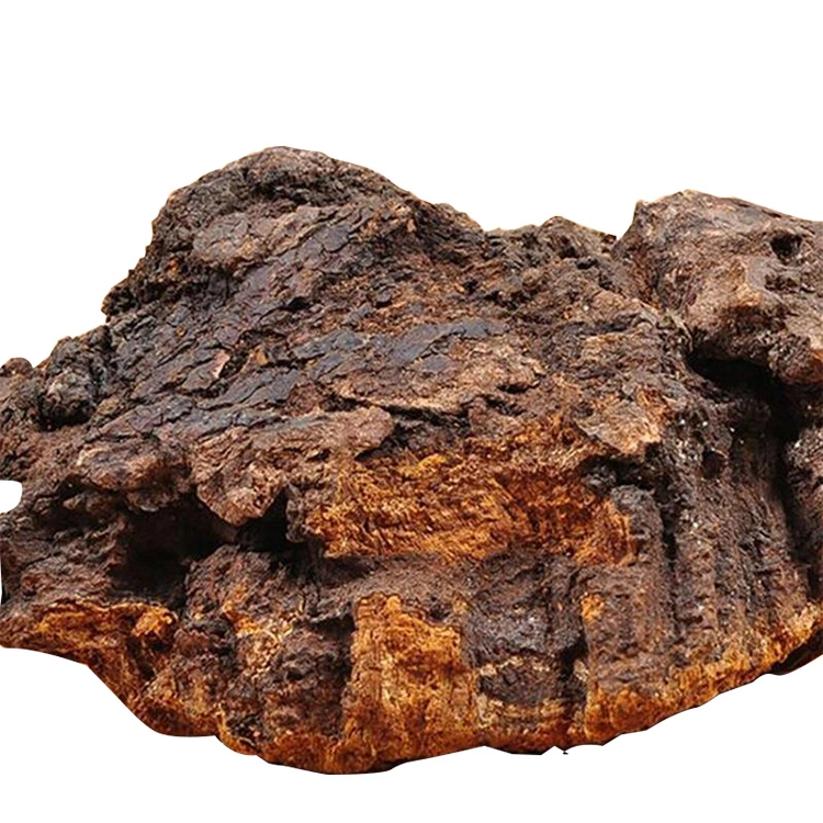 Hongo Chaga Inonotus orgánico Extracto de hongo Chaga hongo Chaga polvo polvo soluble en agua