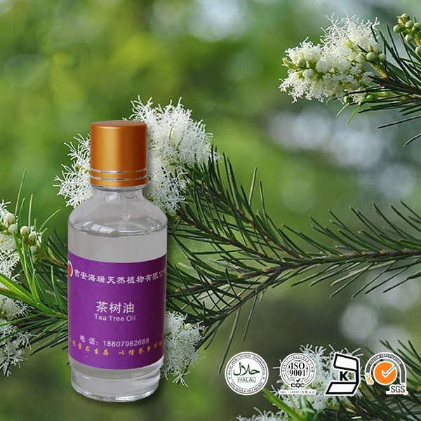 Safe Essential Oil Tea Tree for Soap Face Cream Moisturizer Deodorant Disinfectant Air Fresher Aronatherapy Tea Tree Oil