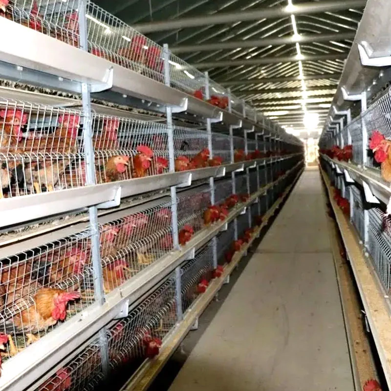 H/a Type Layer Ladder Egg Broiler Use Chicken Duck Cage Coop Poultry Farm Equipment with Egg Collecting System