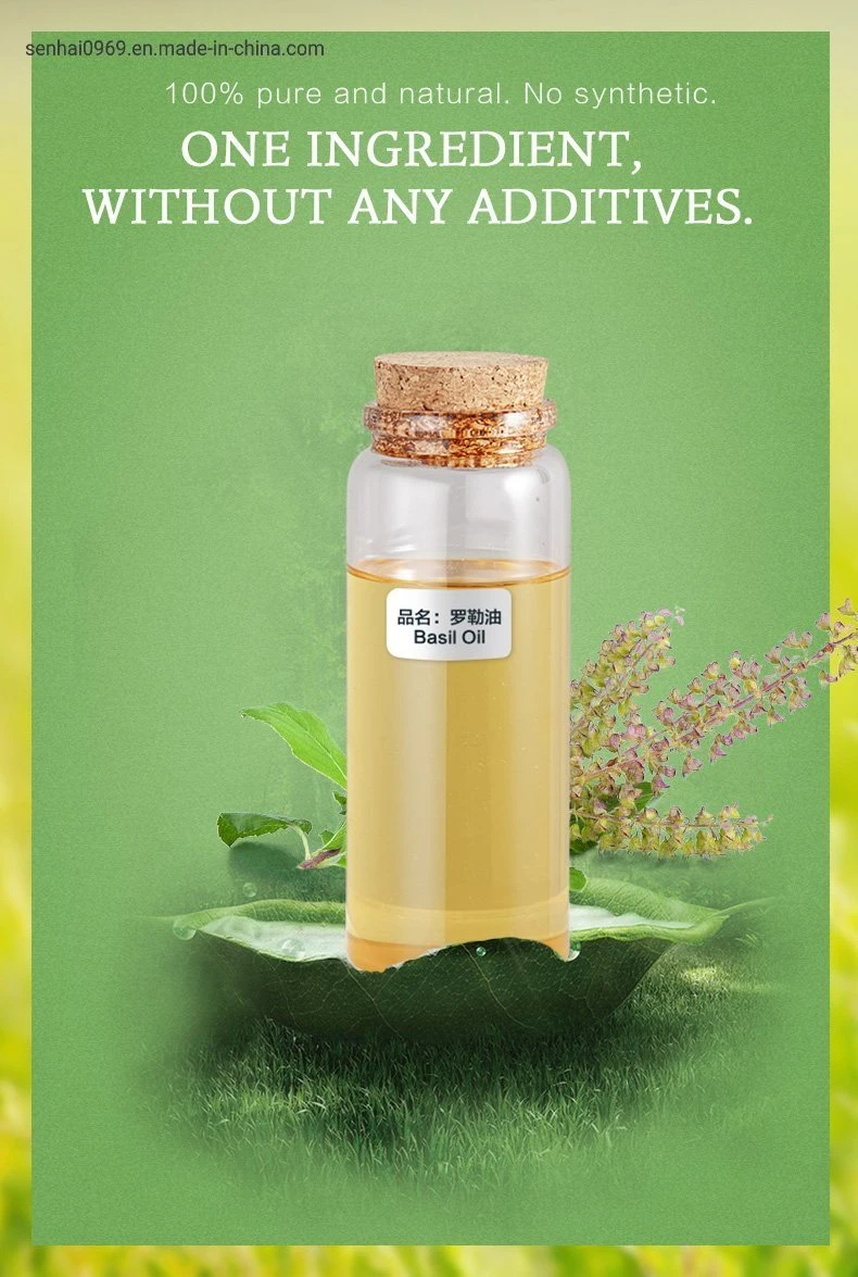 Bulk Wholesale/Supplier Pure Natural Fragrance Perfume Oil CAS 8015-73-4 Basil Oil in Daily Flavor