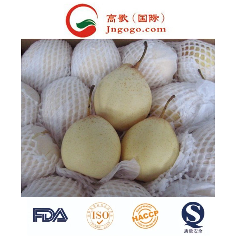 New Crop Fresh ISO Fengshui /Golden /Asian Pear