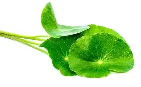 Planta Natural Gotu Kola Herb Total 10% - 90% Asiaticosies Centella Asiatica Extrair