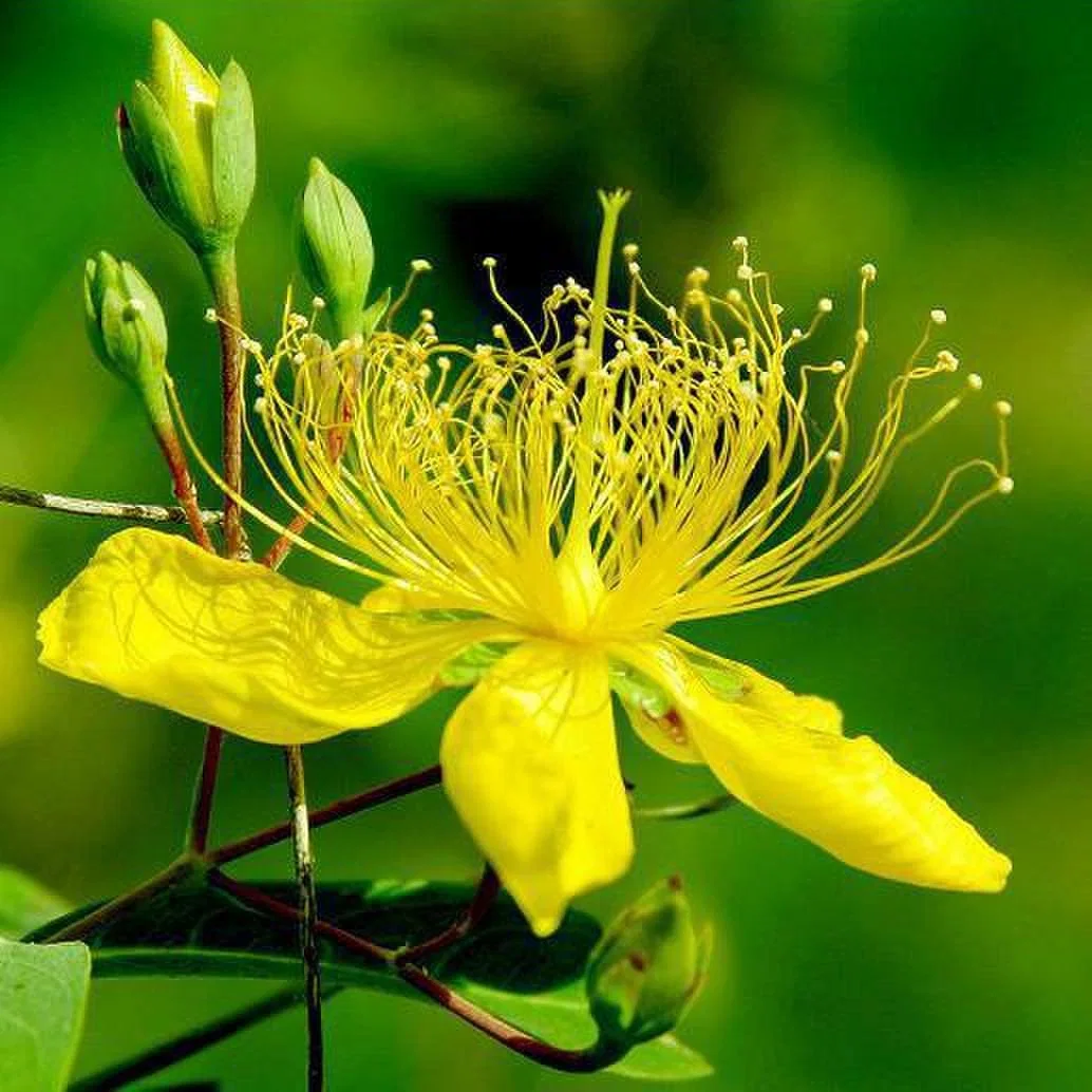 CAS 548-04-9 Saint John's Wort Extract Hypericum Extract Hypericins