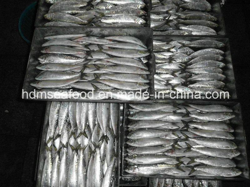 Новые предстоящие свежих замороженных морепродуктов Sardine рыб 90-100