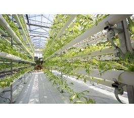 Hot-DIP Galvainzed Steel Structure Covering Film/Poly Greenhouse for Vegetable/Iceberg Lettuce/Romania Lettuce/Boston Lettuce/Chicory/Curly Endive Lettuce