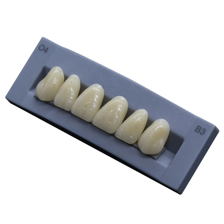 SJ High quality/High cost performance  3-Layer Acrylic Teeth Synthetic False Teeth Artificial Tooth