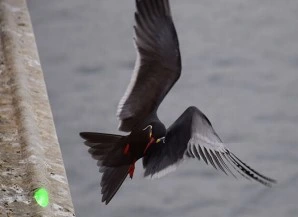 Éviter de système d'oiseaux en plein air force de dissuasion d'oiseaux Laser