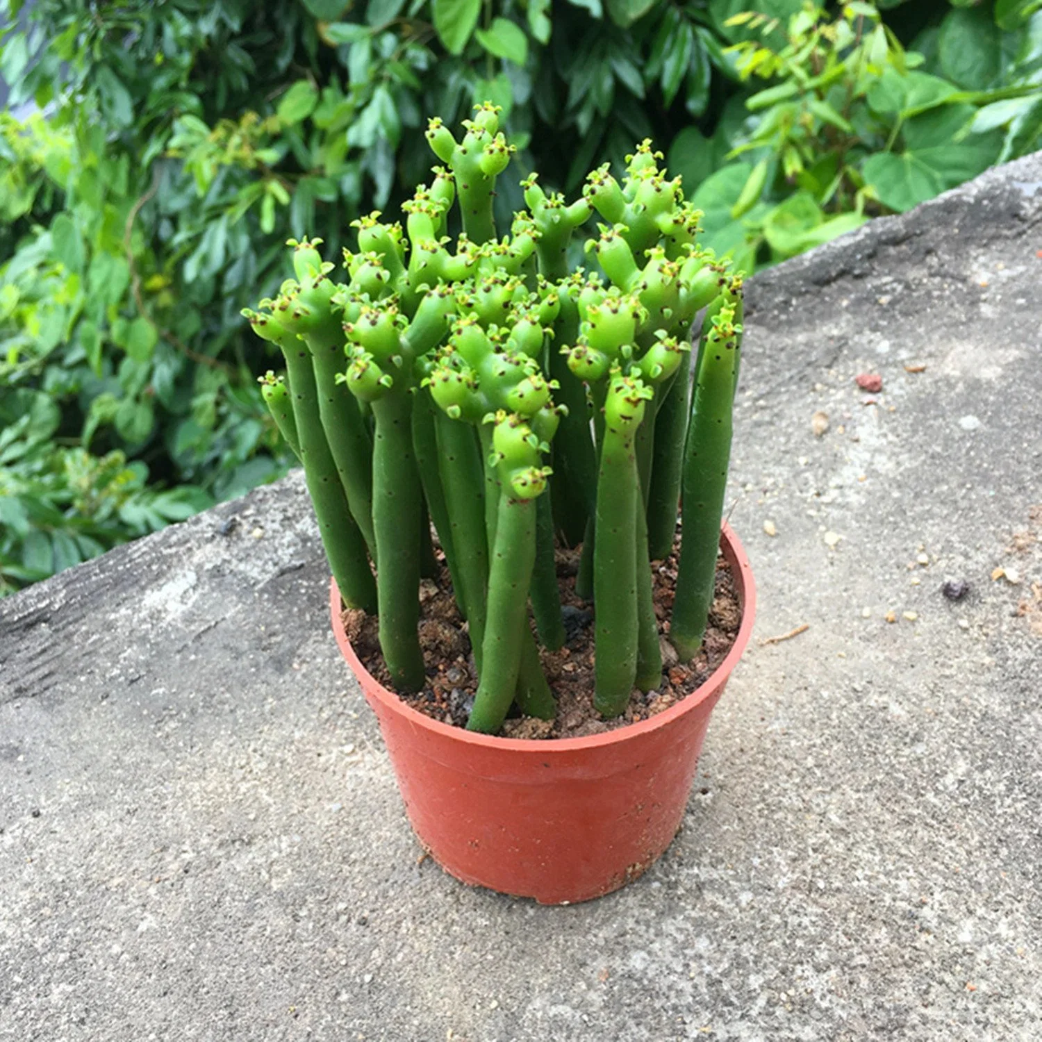 Euphorbia Tirucalli Cactus Extract Live Plants Indoor Potted for Home Decor Wholesale/Supplier