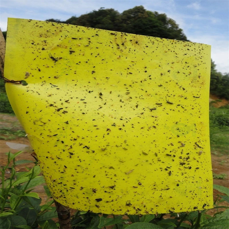 Trampas adhesivas para los mosquitos moscas blancas