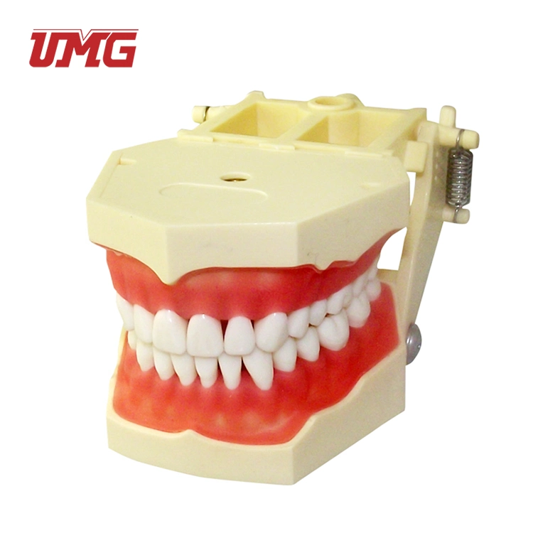 Teeth and Dental Models for Medical