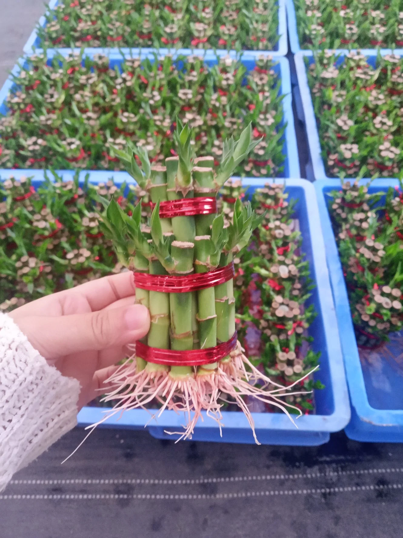 Wholesale/Supplier Spiral Lucky Bamboo Live Plant Indoor and Outdoor Decoration Bonsai Bamboo Plant Hotsale