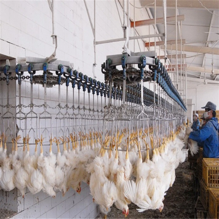 Chicken Slaughtering Equipment/High Efficiency/Halal Slaughter